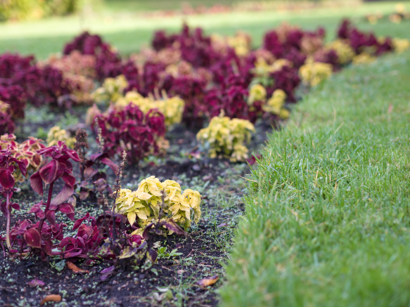Autumn flower bed.