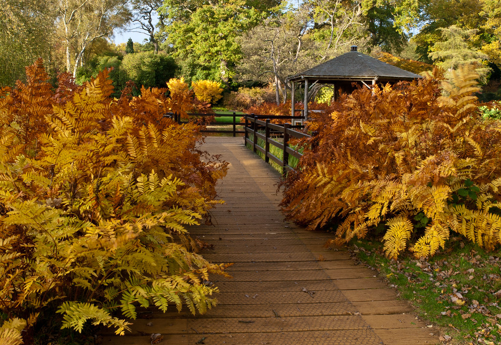 A pathway by the park lined with yellow- and orange-turnd bushes ready for the fall season.