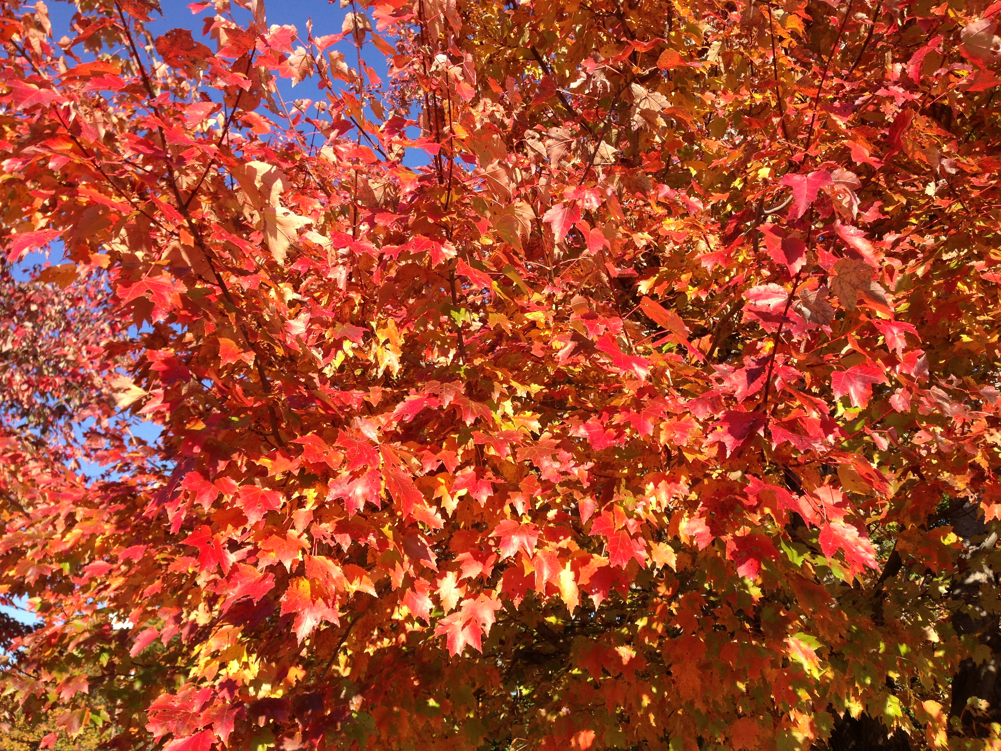 Branches of Japanese maple tree with cheery, cherry-coloured leaves.