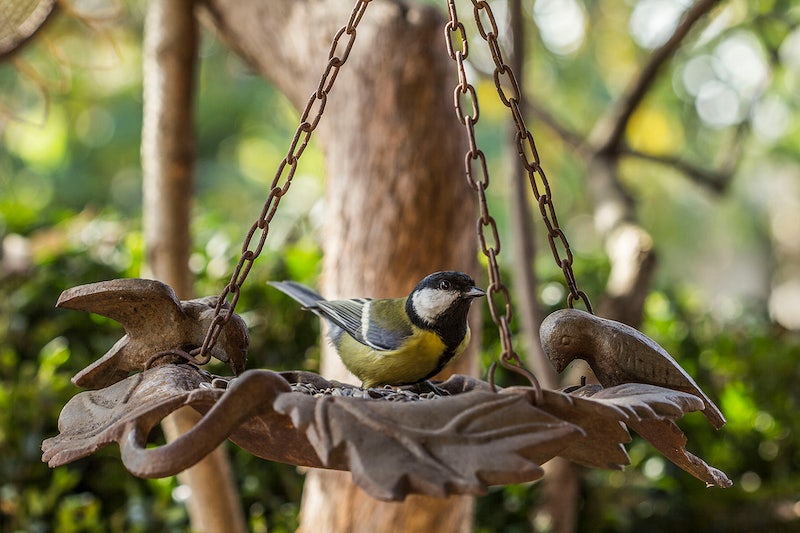 A bird on a hanging bird feeder