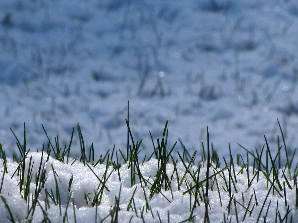 Lawn covered in thick snow
