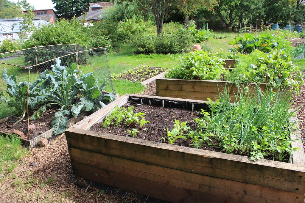 Small vegetable garden with raised beds