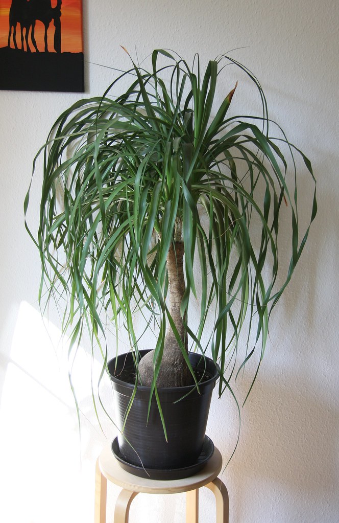 Ponytail palm tree houseplant