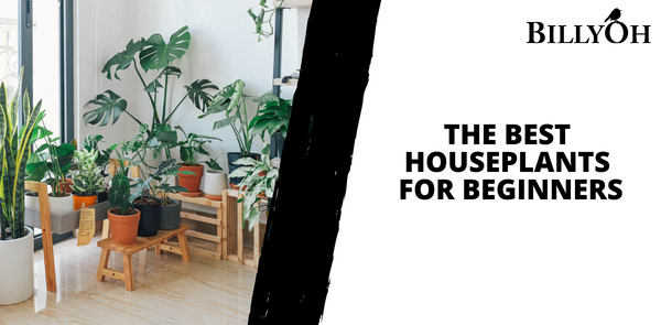 The Best Houseplants for Beginners