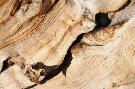 Close-up shot of a pine wood