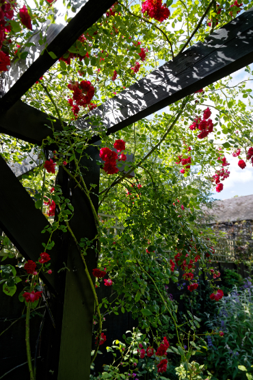 Pergola rose