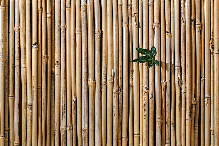 Bamboo screen