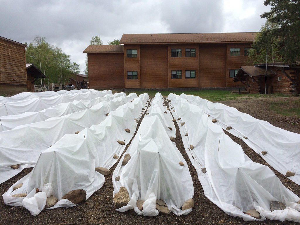 Floating row covers in a vegetable garden