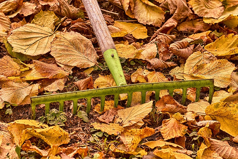 Autumn leaves and a rake