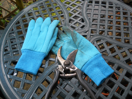 Gardening gloves and shear