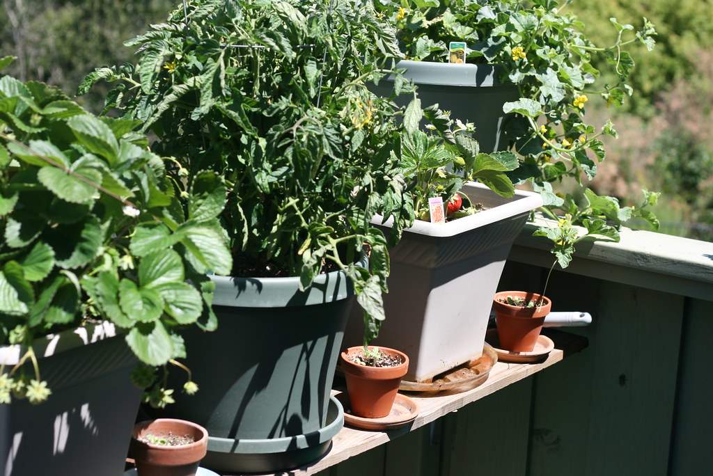 Herb container garden in pots.