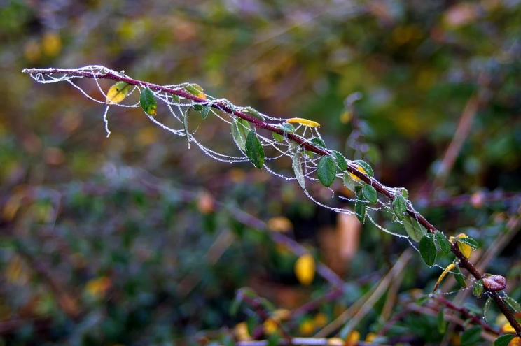A close-up of a plant with frost on it.