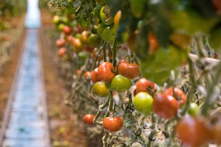 A row of tomato plants.