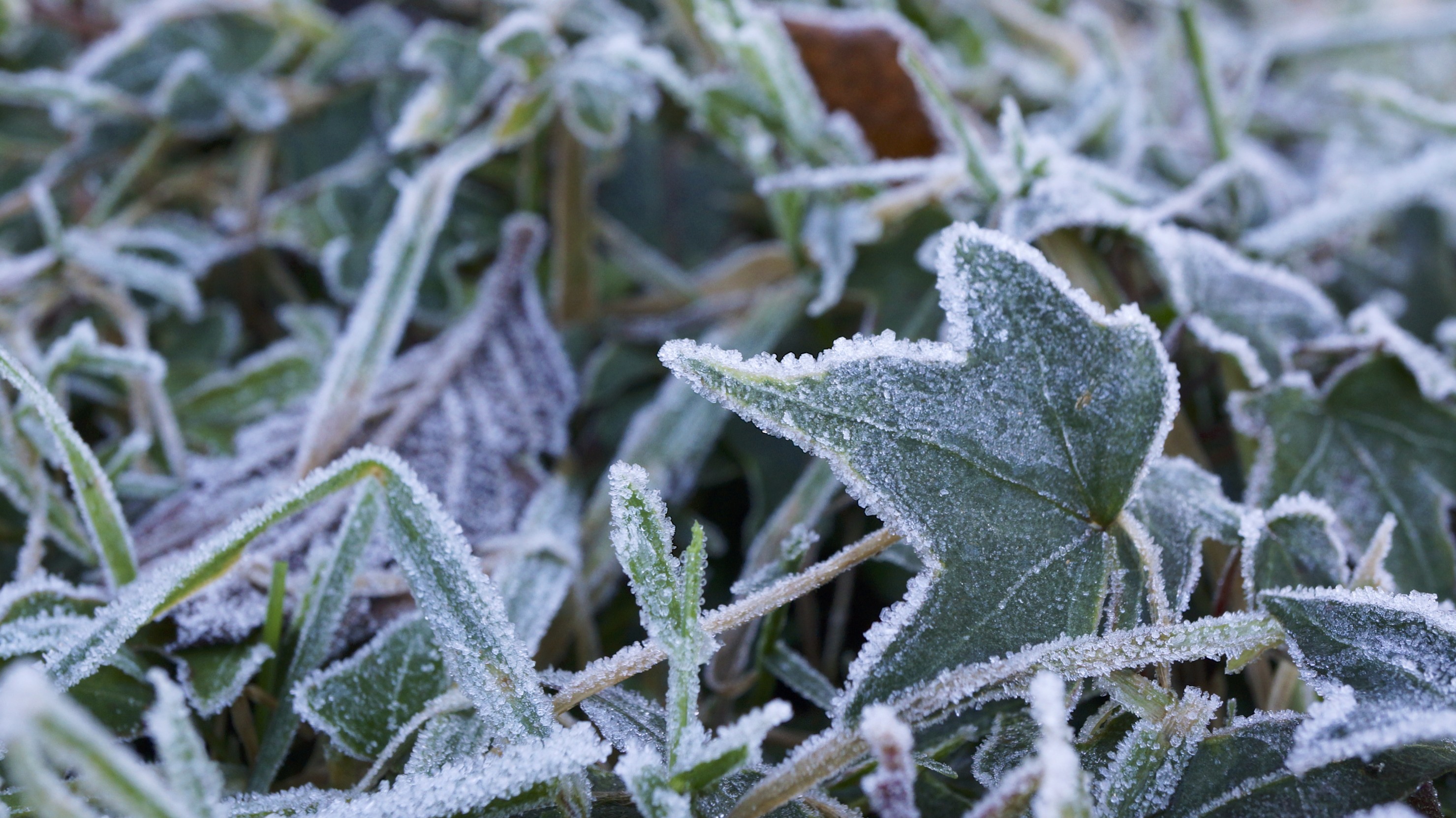 Frost-covered garden path glistening in the morning light, showcasing the winter’s icy touch on leaves and soil.