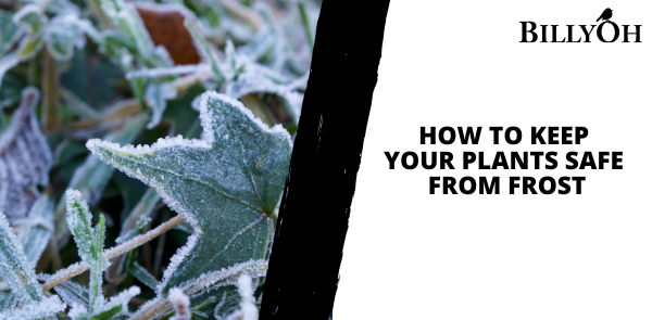 How to Keep Your Plants Safe from Frost