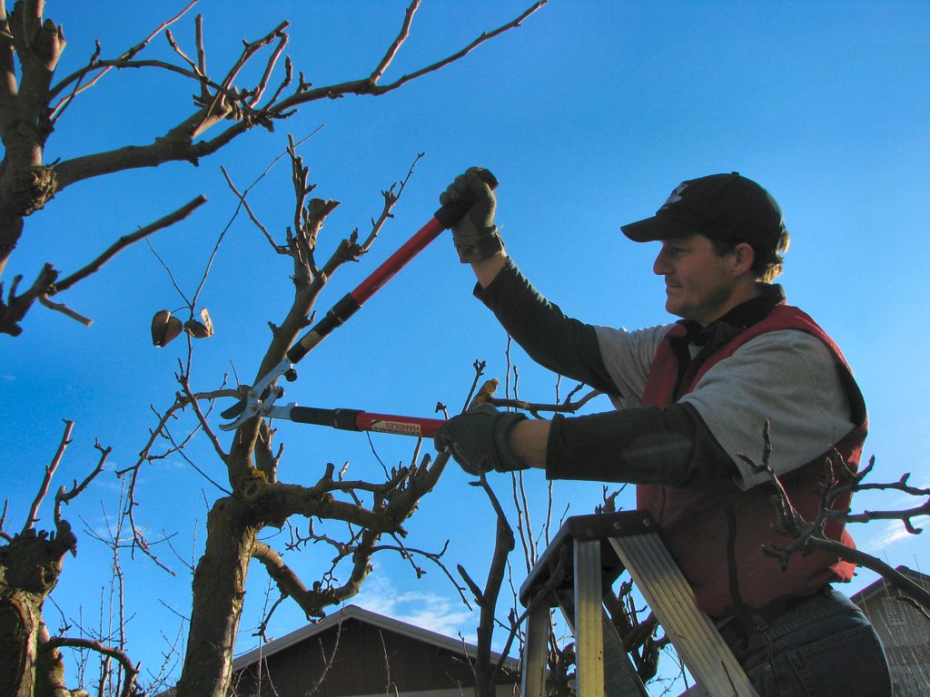 Gardener on a ladder using loppers to prune branches.