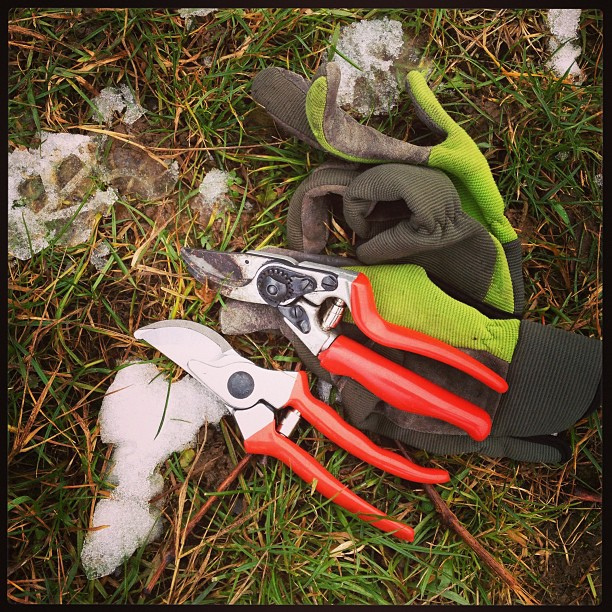 Pruning shears and gardening gloves on a green lawn.