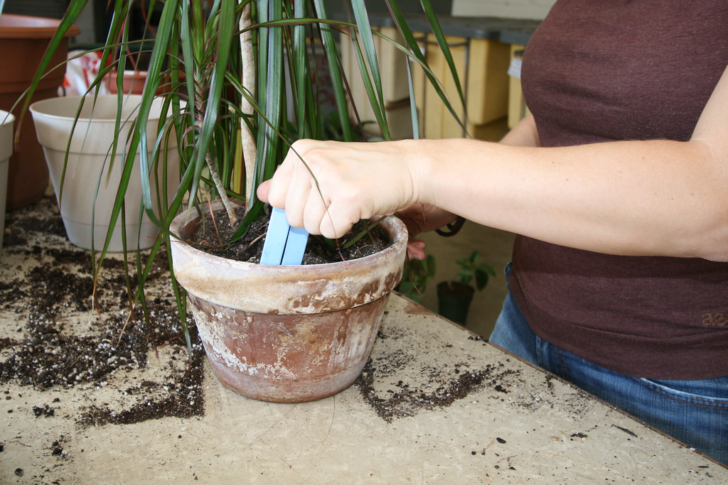 Gardener’s hand delicately extracting a plant from its pot.