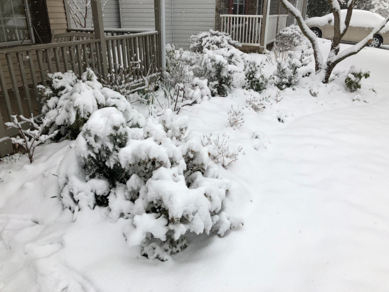 Snow-covered plants in a front yard.