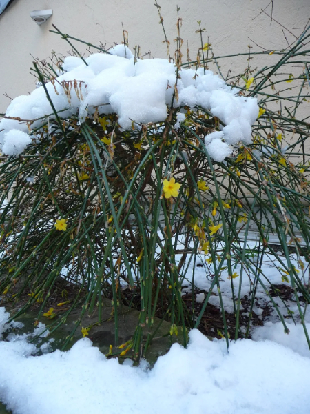 Winter jasmine plant covered in snow.