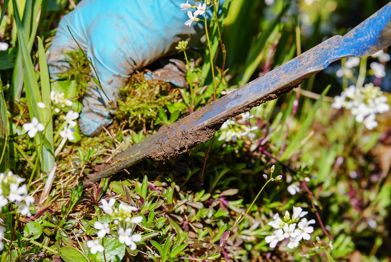 A gardener using a tool to pull out a weed with a deep root from the soil.