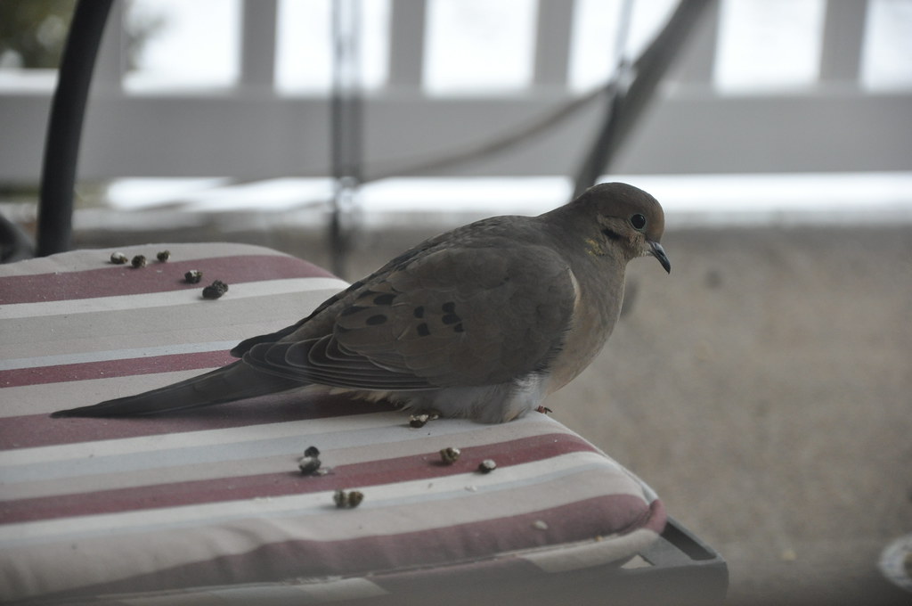 A dove sitting on a bird-poo-splattered balcony chair.