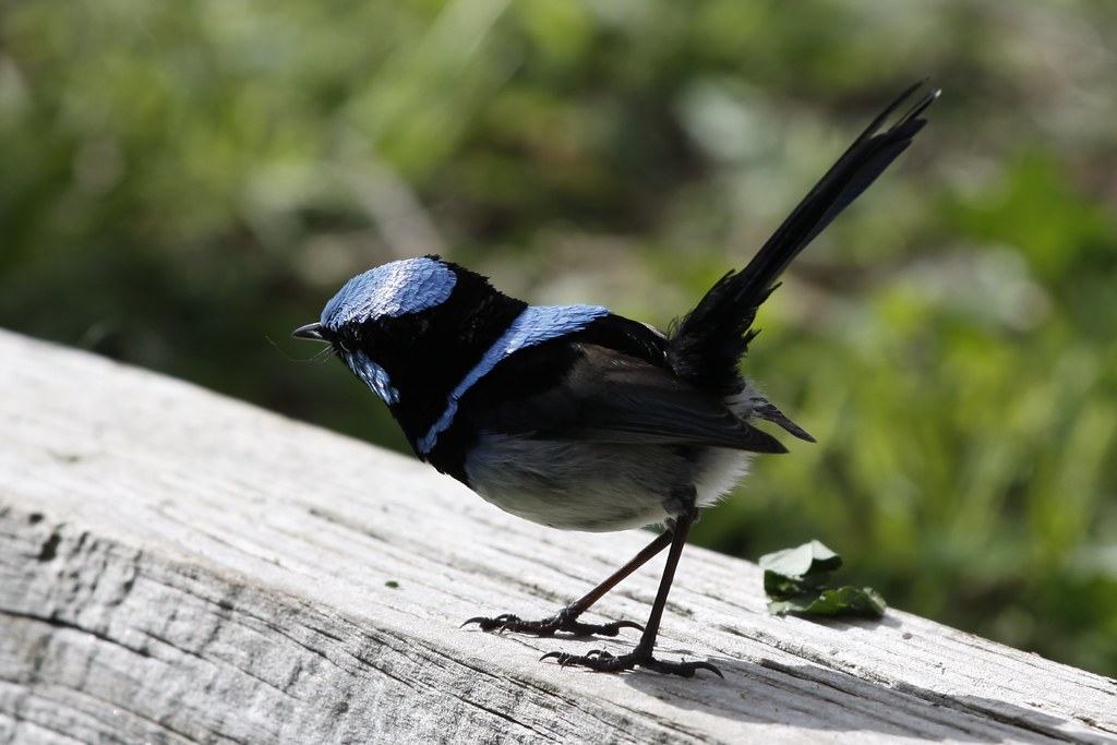 Blue Wren on a wooden pergola.