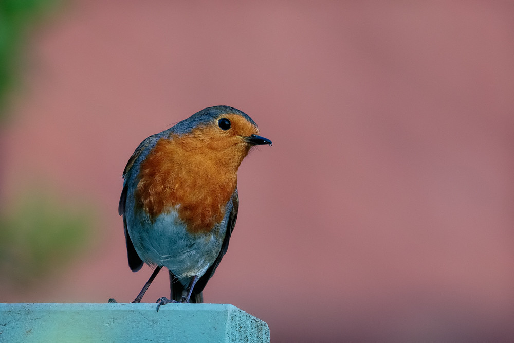 A robin perched on a garden pergola.