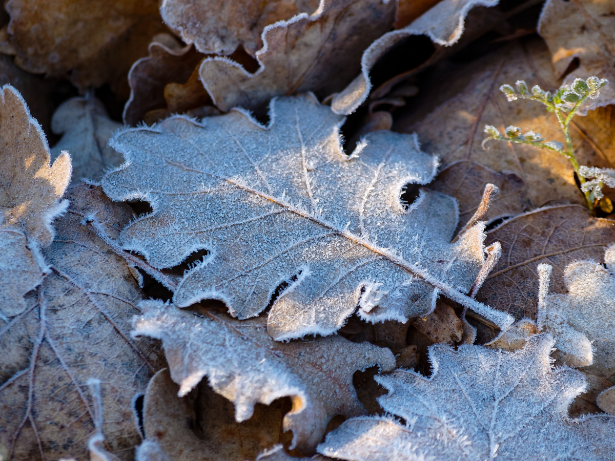 Frozen patch of fallen leaves scattered on the ground, covered with snowflakes.