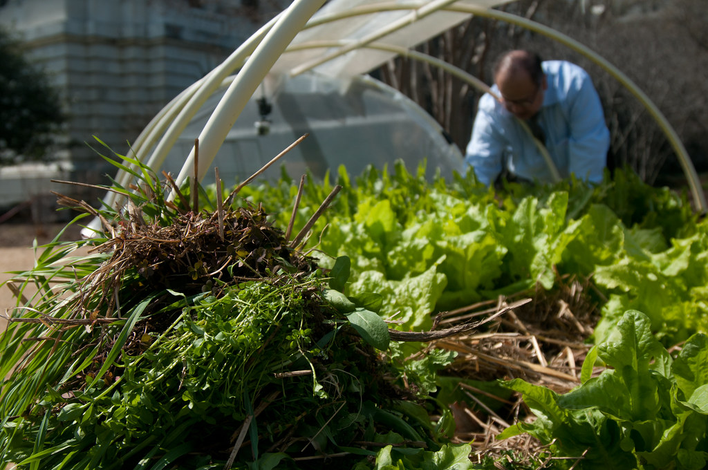 Pulled weeds from around lettuce plants growing in the garden.