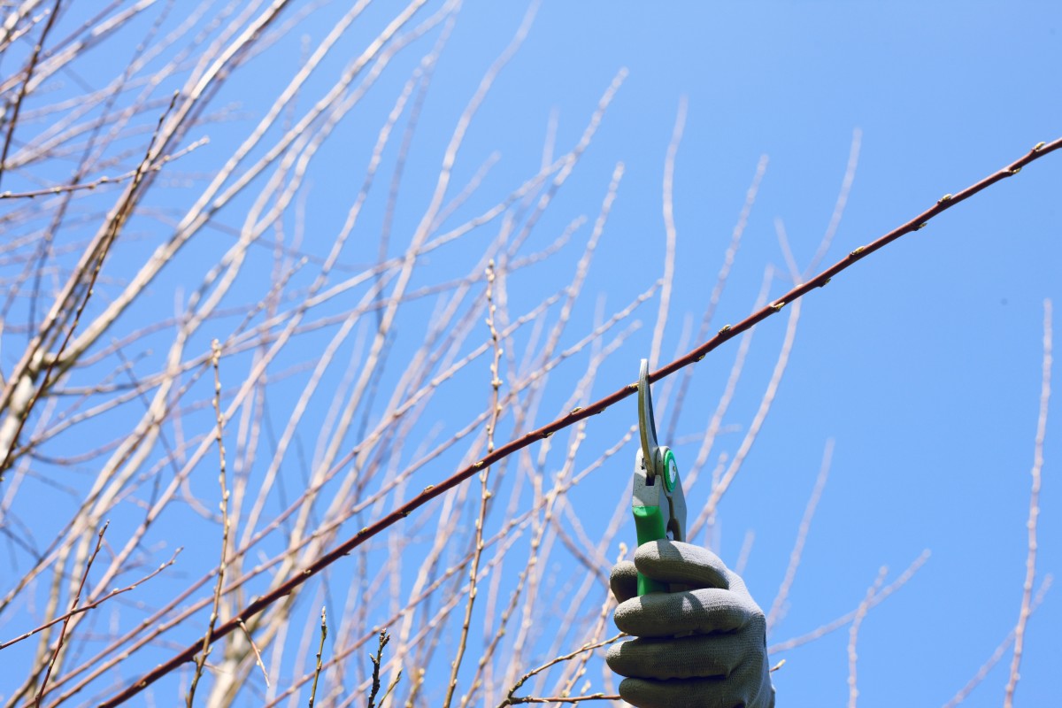 A hand holding pruning shears, cutting a tree branch.