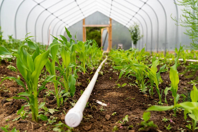 Inside a greenhouse with rows of plants growing directly in the soil.