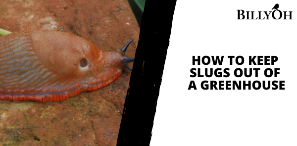 How to Keep Slugs Out of a Greenhouse