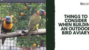 Things to Consider When Building an Outdoor Bird Aviary