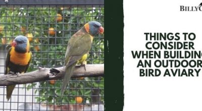Things to Consider When Building an Outdoor Bird Aviary