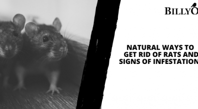 Natural Ways to Get Rid of Rats and Signs of Infestations